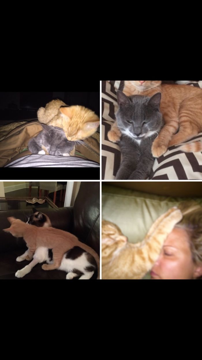 This Is Also Owen....we’re Working On His Boundary Issues.