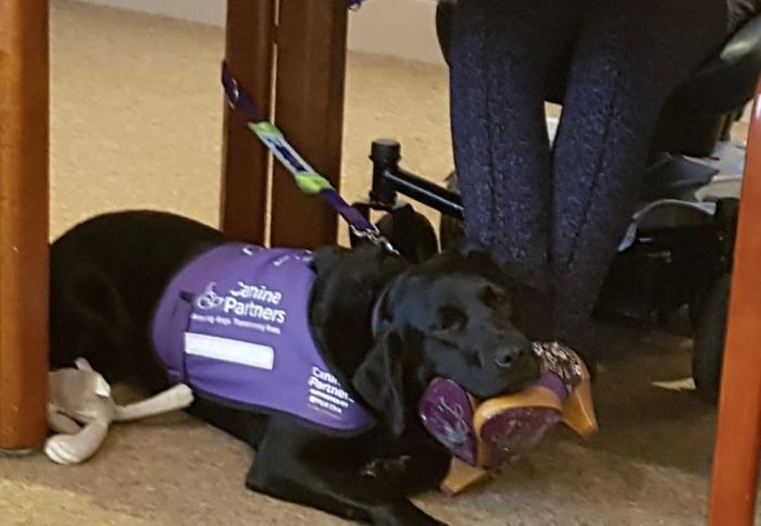 This Is How My Service Dog Tells Me She’s Bored In Meetings!