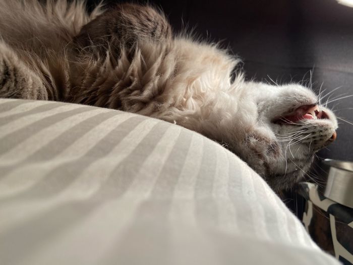 He’s Not Dead, Just Sleeping.