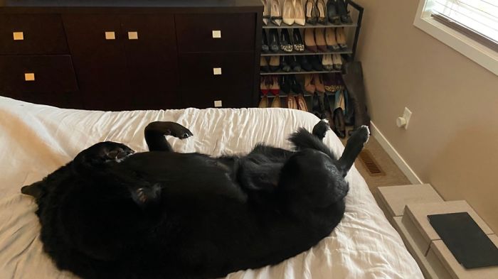 He Often Thinks He’s A Cat!