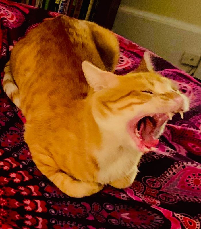 Jones And His Big Mouth.