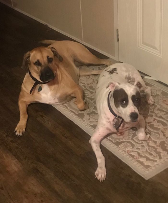 Twins? Lol! Even Their Left Paws!