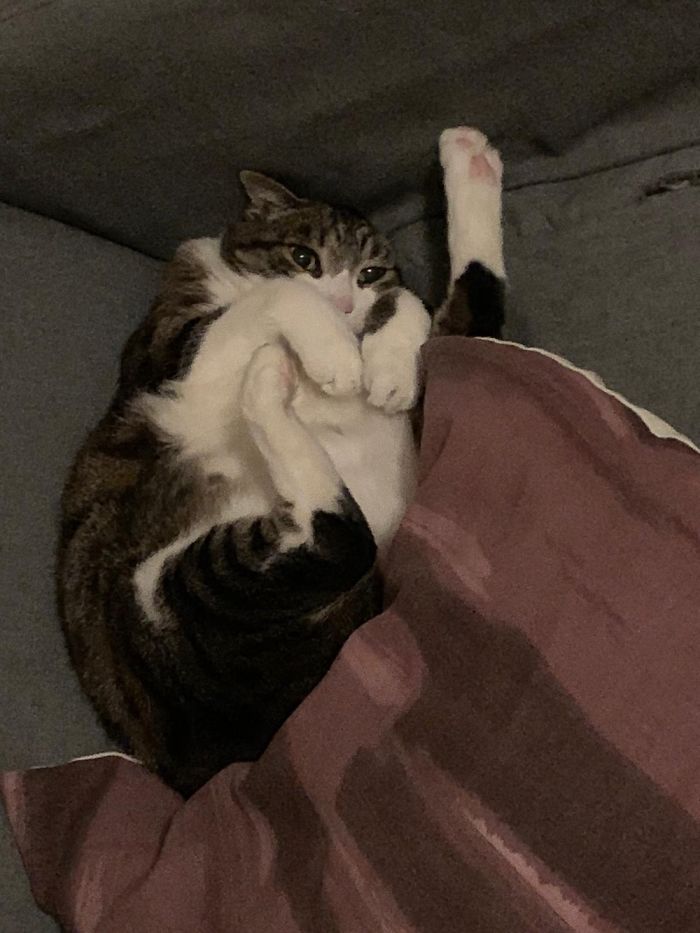 Came Out To My Cat Sleeping On The Couch Like This...