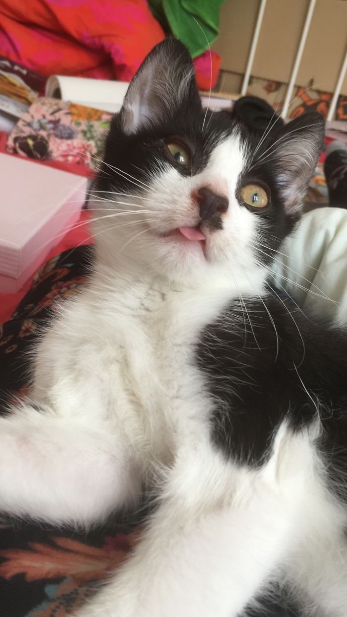 “After Sucking My Ear And Deciding It Doesn’t Taste That Good”