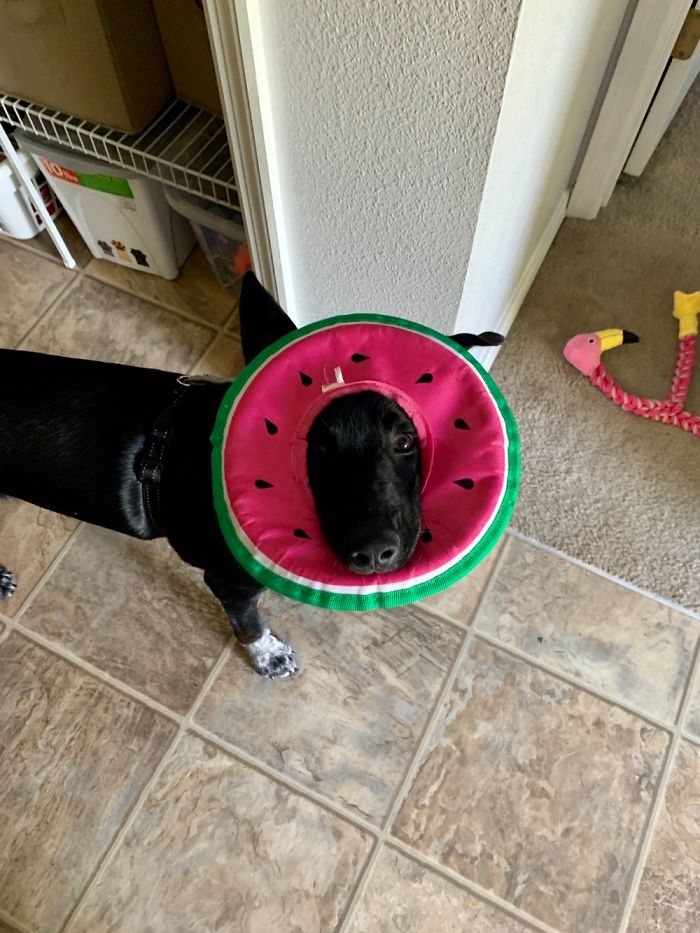 This Good Boy Is One In A Melon💚