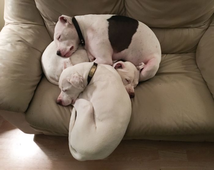 My Quinn Defying Gravity To Be Part Of The Sibling Pittie Pile (With Josh & Stella).