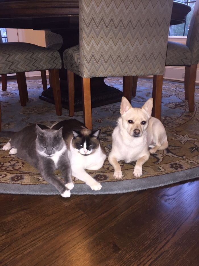 Barney Refuses To Accept That He’s Not A Cat. Gus And Herman Not Remotely Amused.