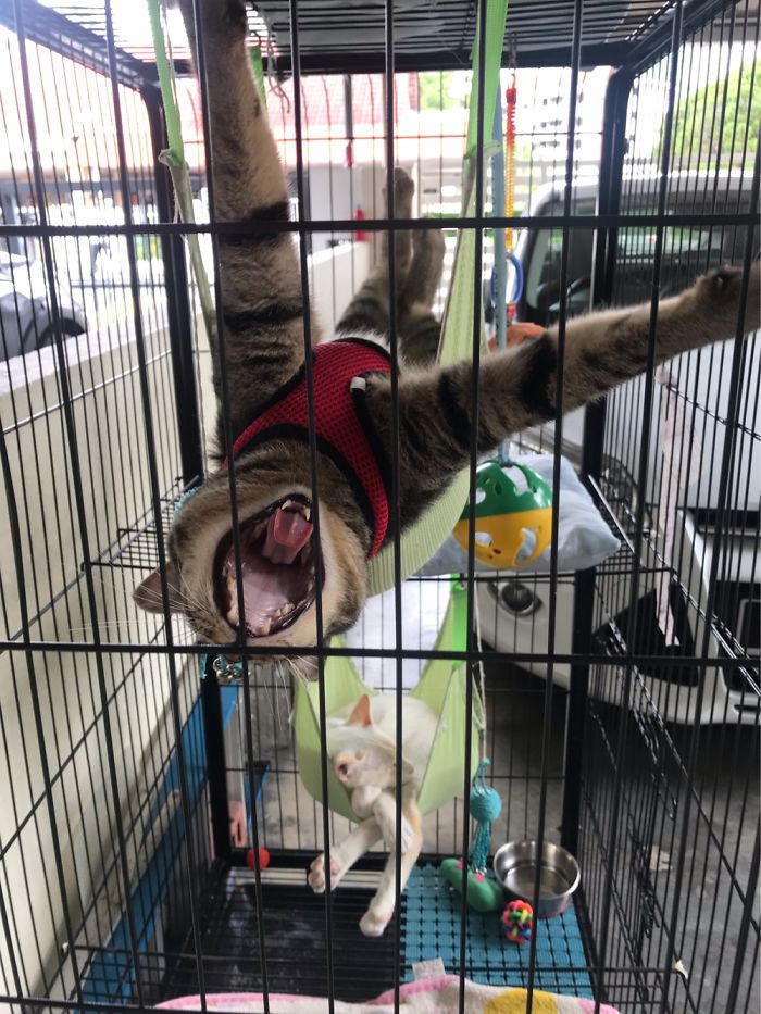 This Epic Yawn Is Too Much Effort For My Chonker, Ding Dong