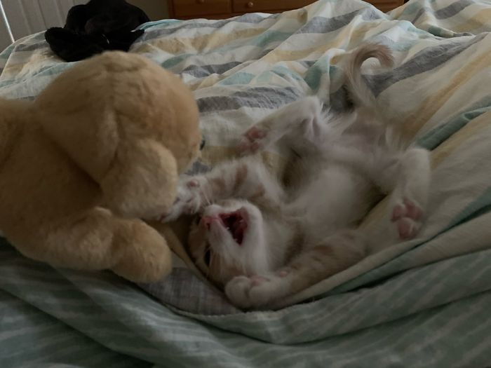 Our 9 Week Old Kitten Playing With Her “Dog”😂