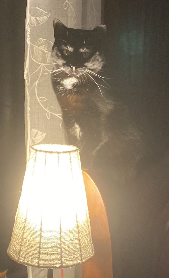 Trying To Make Herself Scary So The Other Cats Won’t Pick On Her.