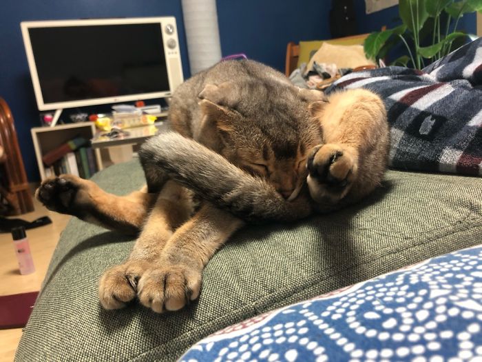 Scottish Fold Mix Named Makoli Folded In Half Sleeping.