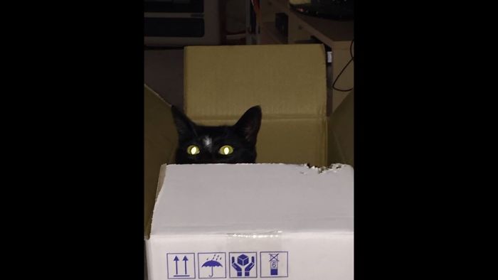 Demonic Feline