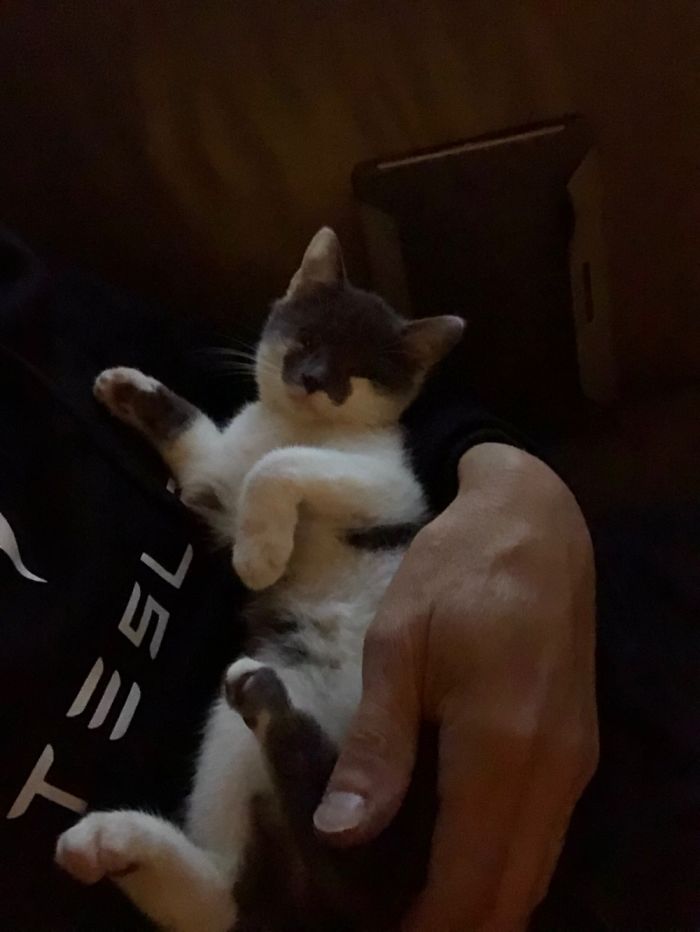 Found In The Streets, Knew She Was Ours. (Tried To Find Another Possible Owner, Nobody Showed)