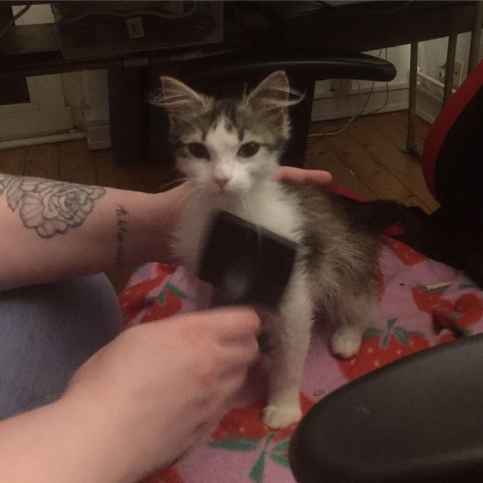 This Is Miso Right After We Got Him. He Was Super Sick And Underweight, But Now He Flourishing