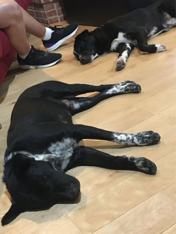 Pickle & Iggy, Exhausted On Adoption Day!