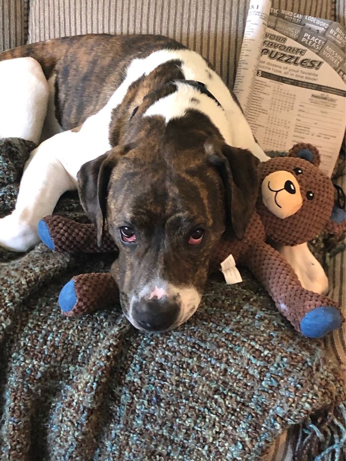 Little Cooper! He’s Already Claimed My Old Couch And Loves His Teddy.