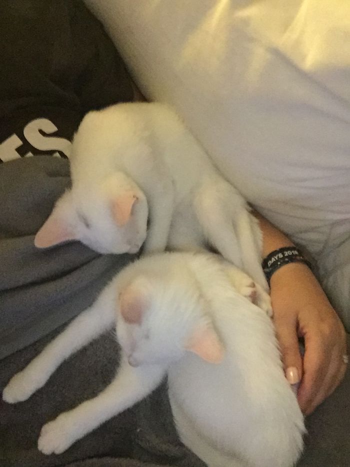 This Two Little Cuties One Hours After Adoption