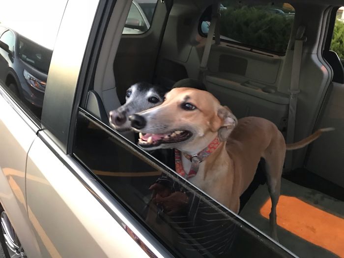 Violet On Left And Caracara The Day We Adopted Her. They Are Greyhounds 6 And 7 For Us
