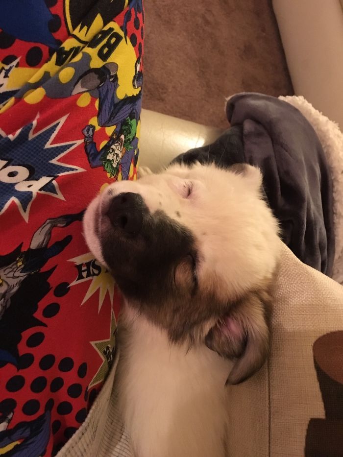 We Brought Her Home That Day. She Was Two Months Old And Was Happy Just Sleeping Beside Us