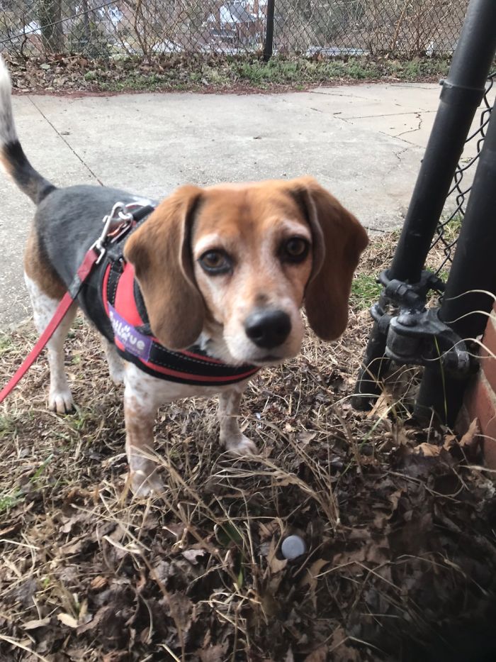 Our Polly Living The Good Life A Few Years After Her Adoption.