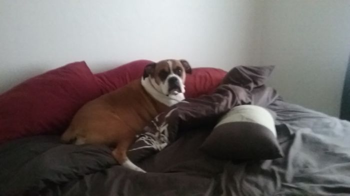 Layla First Day In Her New Forever Home!