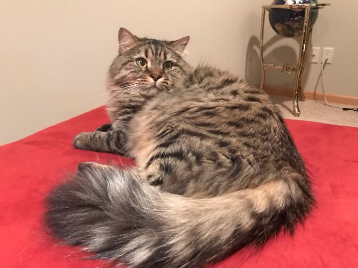 I Brought Home A Scared, Abused, Semi-Feral Cat From The Cat Shelter I Volunteer At.