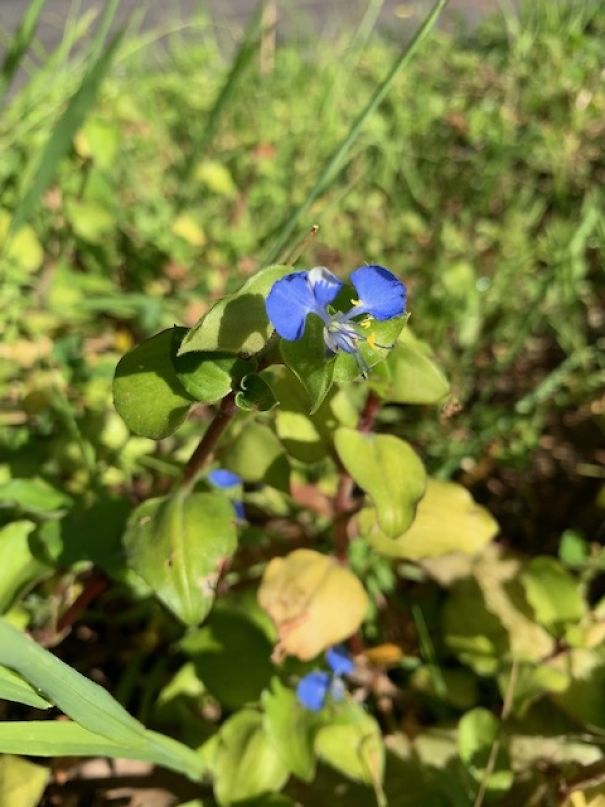I Take Pictures Of Flowers Around My Neighborhood To Remind Myself To Look For The Little Things In Life That Make Us Smile And Relax.