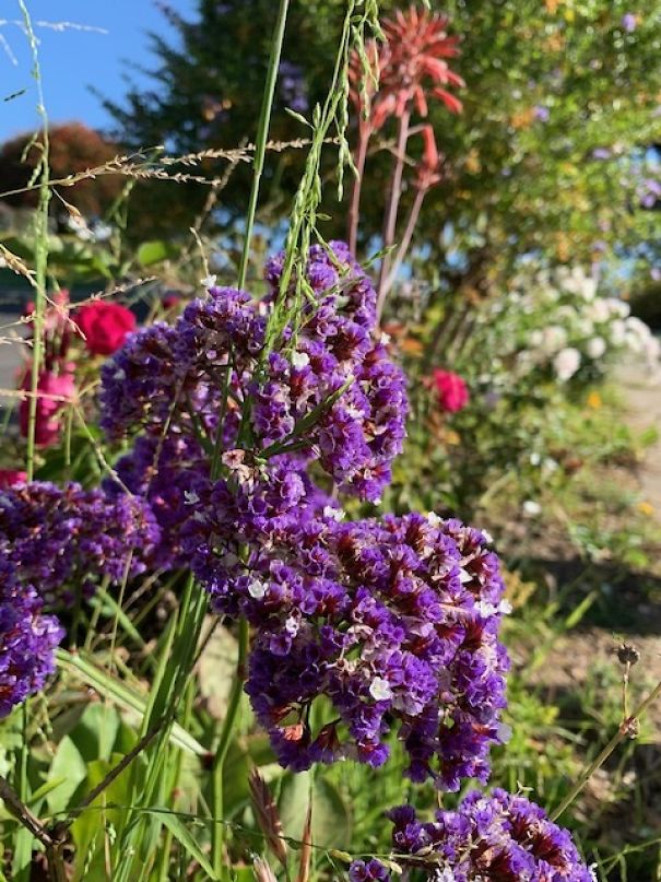 I Take Pictures Of Flowers Around My Neighborhood To Remind Myself To Look For The Little Things In Life That Make Us Smile And Relax.