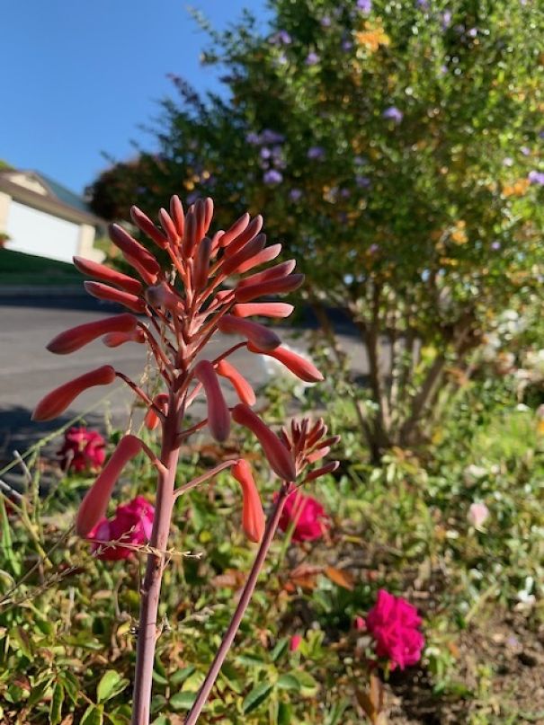 I Take Pictures Of Flowers Around My Neighborhood To Remind Myself To Look For The Little Things In Life That Make Us Smile And Relax.