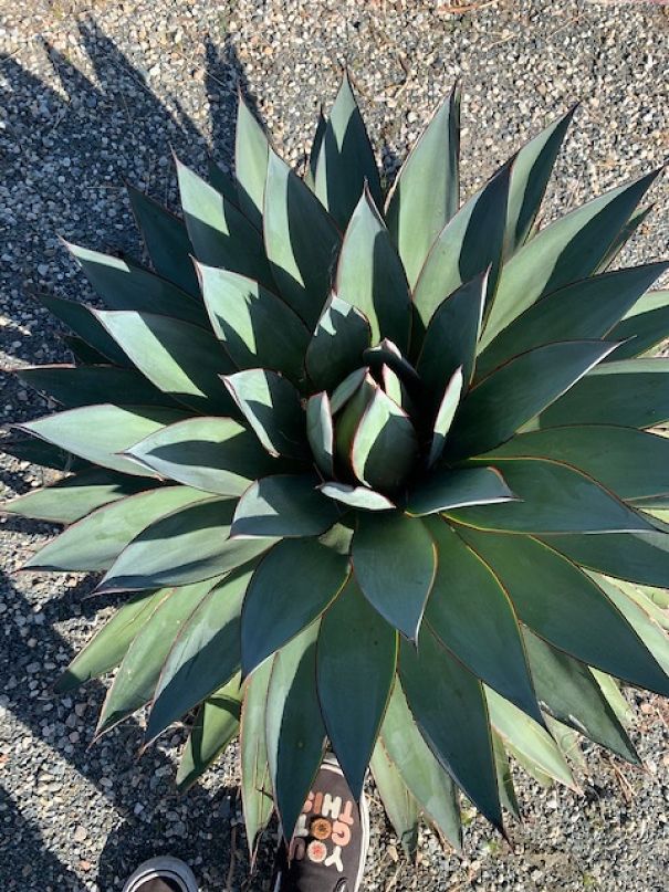 I Take Pictures Of Flowers Around My Neighborhood To Remind Myself To Look For The Little Things In Life That Make Us Smile And Relax.