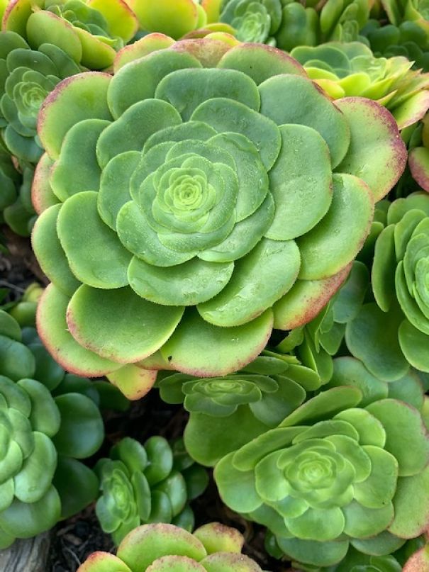 I Take Pictures Of Flowers Around My Neighborhood To Remind Myself To Look For The Little Things In Life That Make Us Smile And Relax.