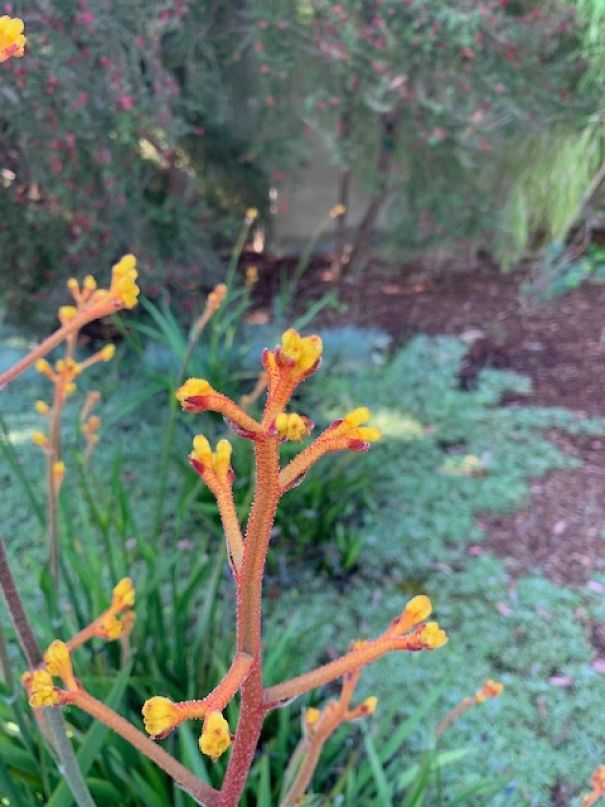 I Take Pictures Of Flowers Around My Neighborhood To Remind Myself To Look For The Little Things In Life That Make Us Smile And Relax.