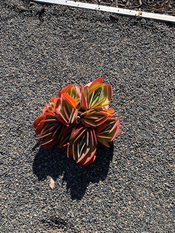 I Take Pictures Of Flowers Around My Neighborhood To Remind Myself To Look For The Little Things In Life That Make Us Smile And Relax.