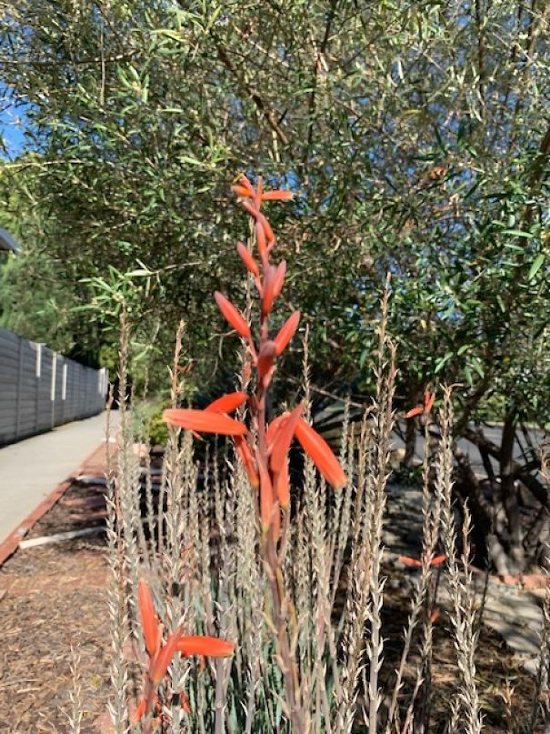 I Take Pictures Of Flowers Around My Neighborhood To Remind Myself To Look For The Little Things In Life That Make Us Smile And Relax.