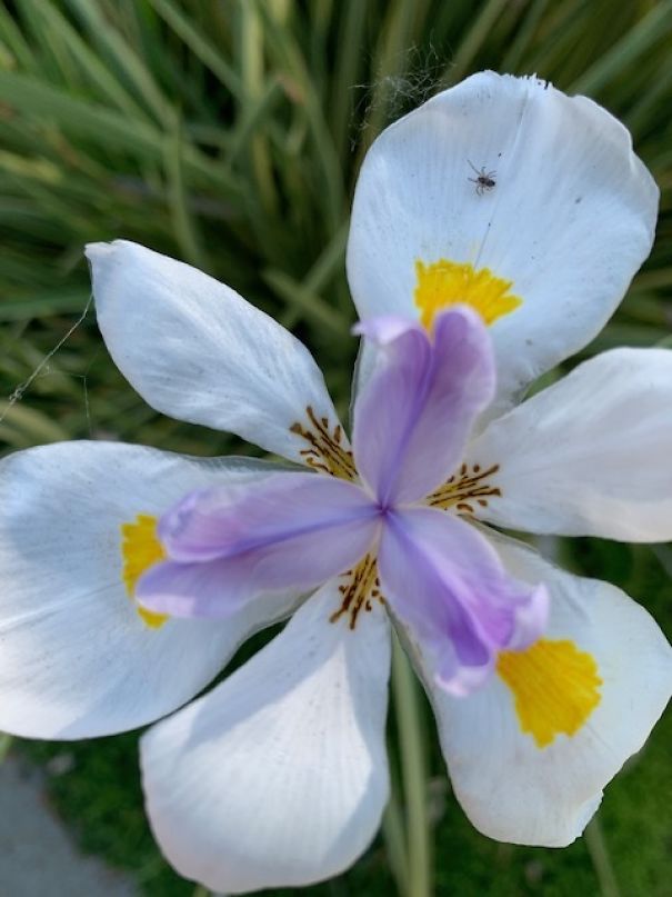 I Take Pictures Of Flowers Around My Neighborhood To Remind Myself To Look For The Little Things In Life That Make Us Smile And Relax.
