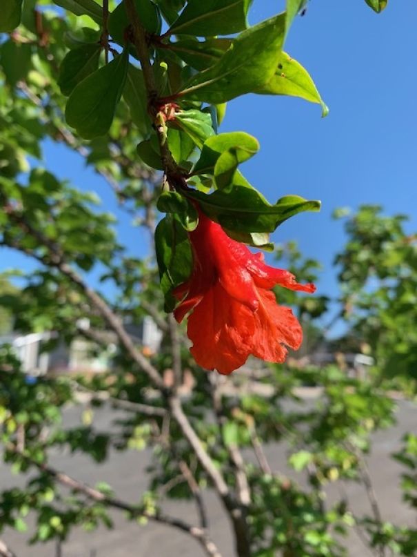 I Take Pictures Of Flowers Around My Neighborhood To Remind Myself To Look For The Little Things In Life That Make Us Smile And Relax.