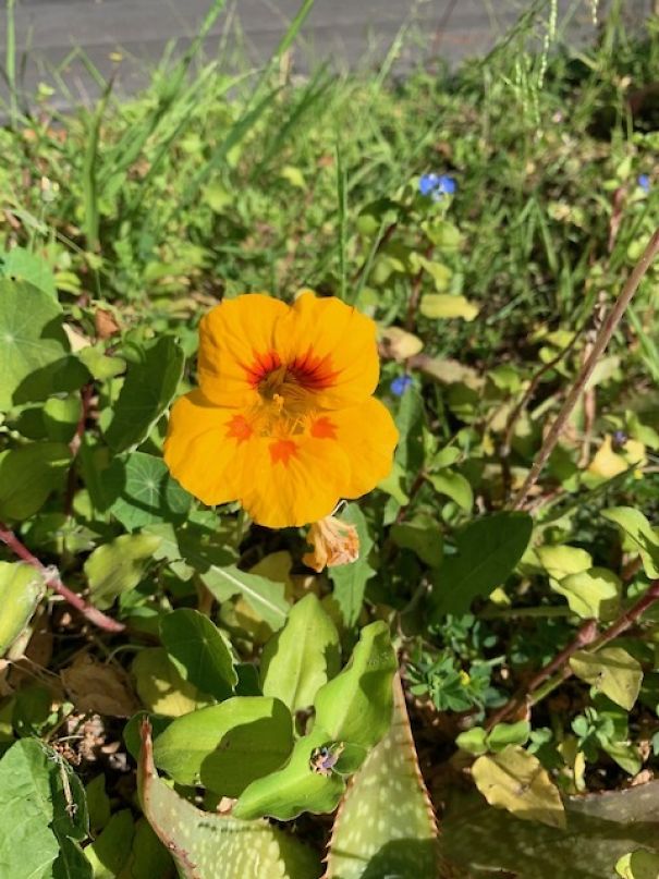 I Take Pictures Of Flowers Around My Neighborhood To Remind Myself To Look For The Little Things In Life That Make Us Smile And Relax.