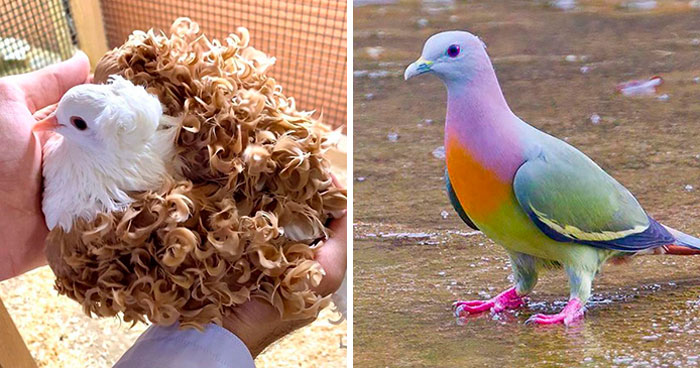 A Visual Tribute to 34 Elegant and Fancy Pigeon Breeds