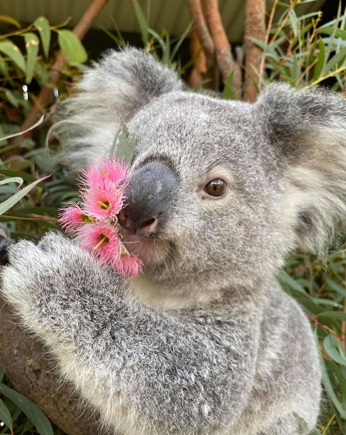 "It’s Unusual To See Them Interact Like This": Surprised Zookeepers Share A Video Of A Koala And A Wombat Becoming Best Buddies During The Lockdown "It’s Unusual To See Them Interact Like This": Surprised Zookeepers Share A Video Of A Koala And A Wombat Becoming Best Buddies During The Lockdown