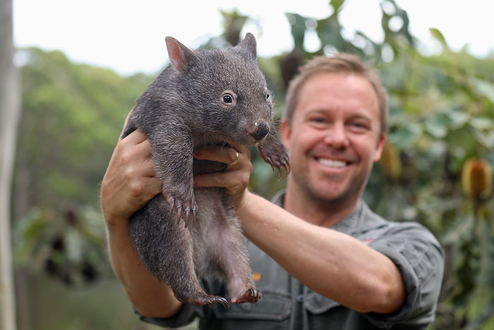 "It’s Unusual To See Them Interact Like This": Surprised Zookeepers Share A Video Of A Koala And A Wombat Becoming Best Buddies During The Lockdown