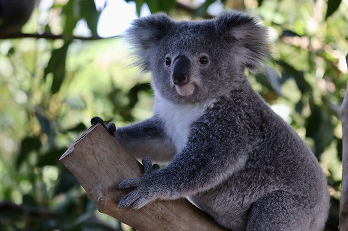 "It’s Unusual To See Them Interact Like This": Surprised Zookeepers Share A Video Of A Koala And A Wombat Becoming Best Buddies During The Lockdown