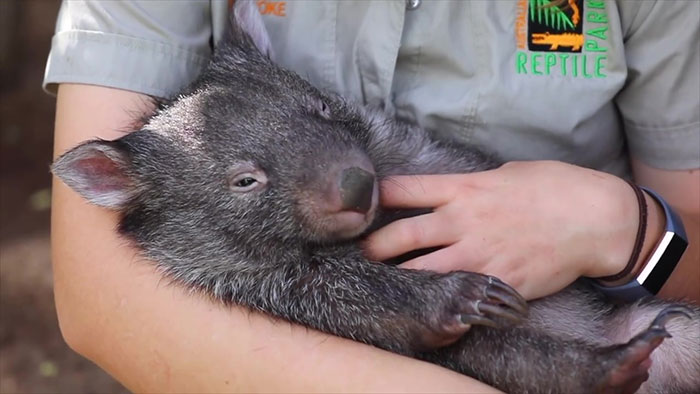 "It’s Unusual To See Them Interact Like This": Surprised Zookeepers Share A Video Of A Koala And A Wombat Becoming Best Buddies During The Lockdown "It’s Unusual To See Them Interact Like This": Surprised Zookeepers Share A Video Of A Koala And A Wombat Becoming Best Buddies During The Lockdown