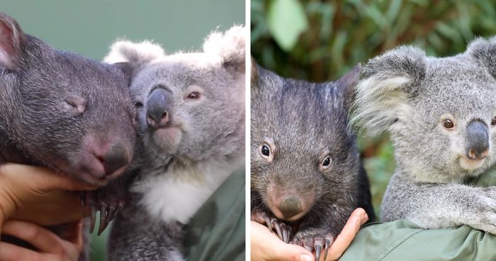 “It’s Unusual To See Them Interact Like This”: Surprised Zookeepers Share A Video Of A Koala And A Wombat Becoming Best Buddies During The Lockdown