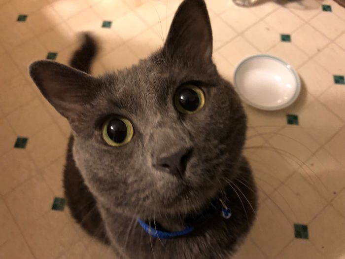 L.c. Wants You To Know Her Bowl Is Empty!