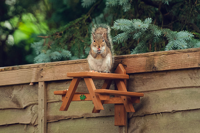 Watching Squirrels In My Garden Became A Morning Ritual During Lockdown, Here Are 15 Photos That I Took
