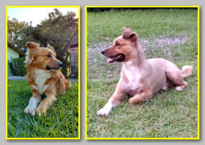 Pet Shop Cut Terrible Gone Wrong!!!