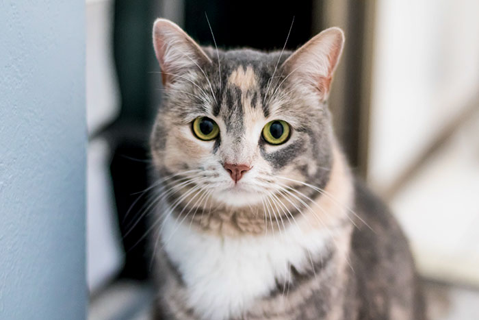 Turns Out That Women Find Cat-Loving Men Less Attractive