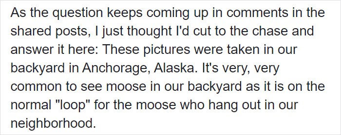 Moose And Her Calves Decide To Spend A Day In This Family's Backyard, Man Documents How It Went