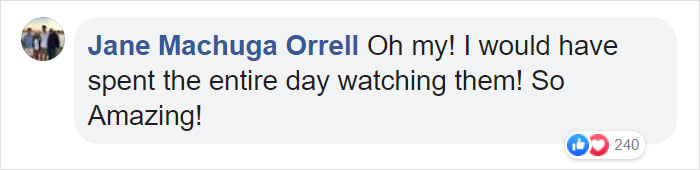 Moose And Her Calves Decide To Spend A Day In This Family's Backyard, Man Documents How It Went