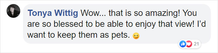 Moose And Her Calves Decide To Spend A Day In This Family's Backyard, Man Documents How It Went